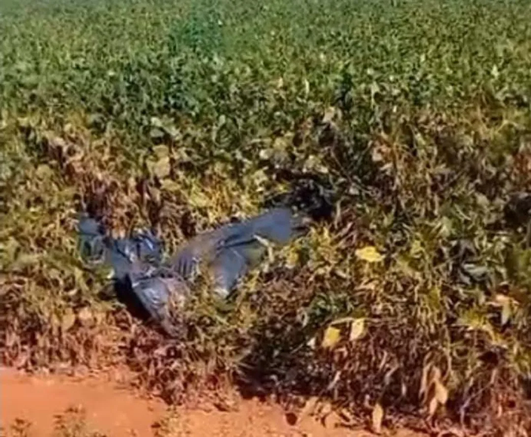 Hallan cadáver en una platación de soja, envuelto con una bolsa en Ponta Porã