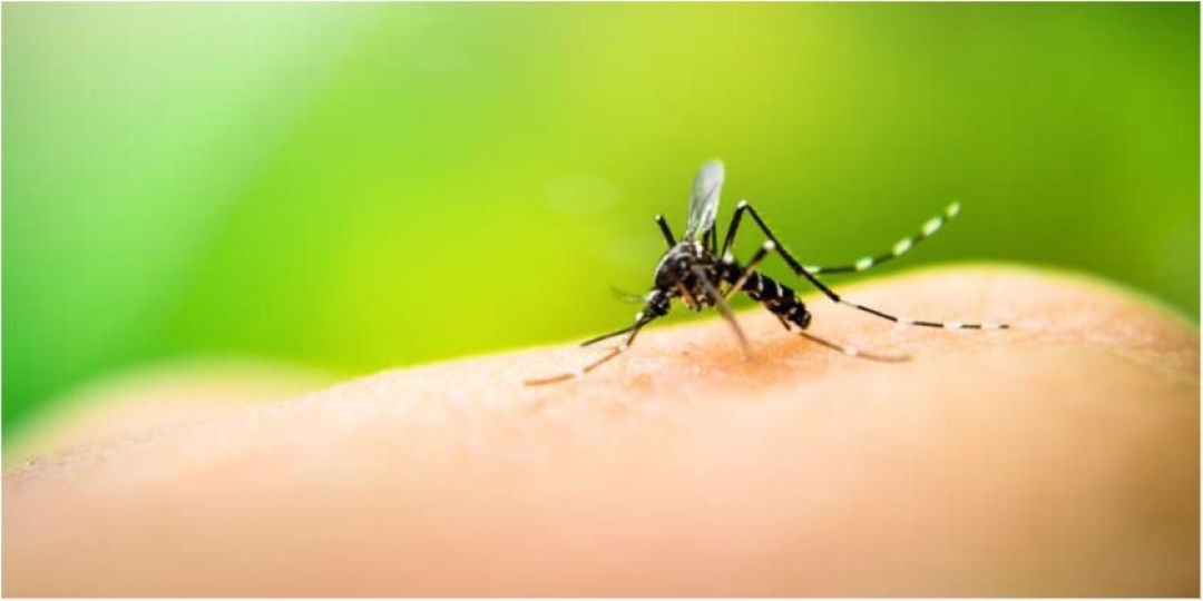 Salud registra aumento de casos de dengue