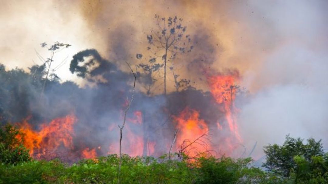 ONU alerta amenaza por contaminación acústica e incendios forestales