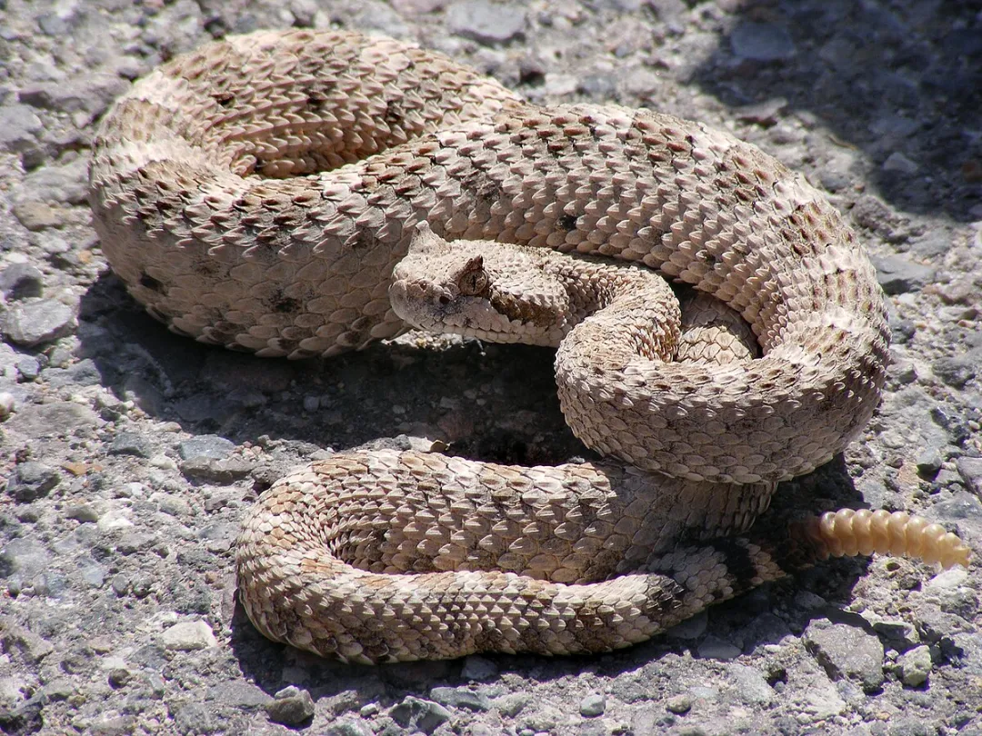 Hombre fue víctima de mordedura de serpiente en colonia indígena de Capitán Bado