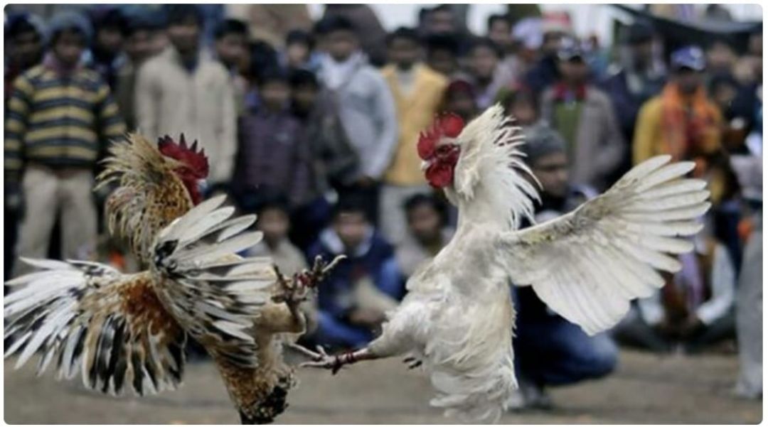 Masacre en un ruedo de peleas de gallos deja al menos 20 muertos en México