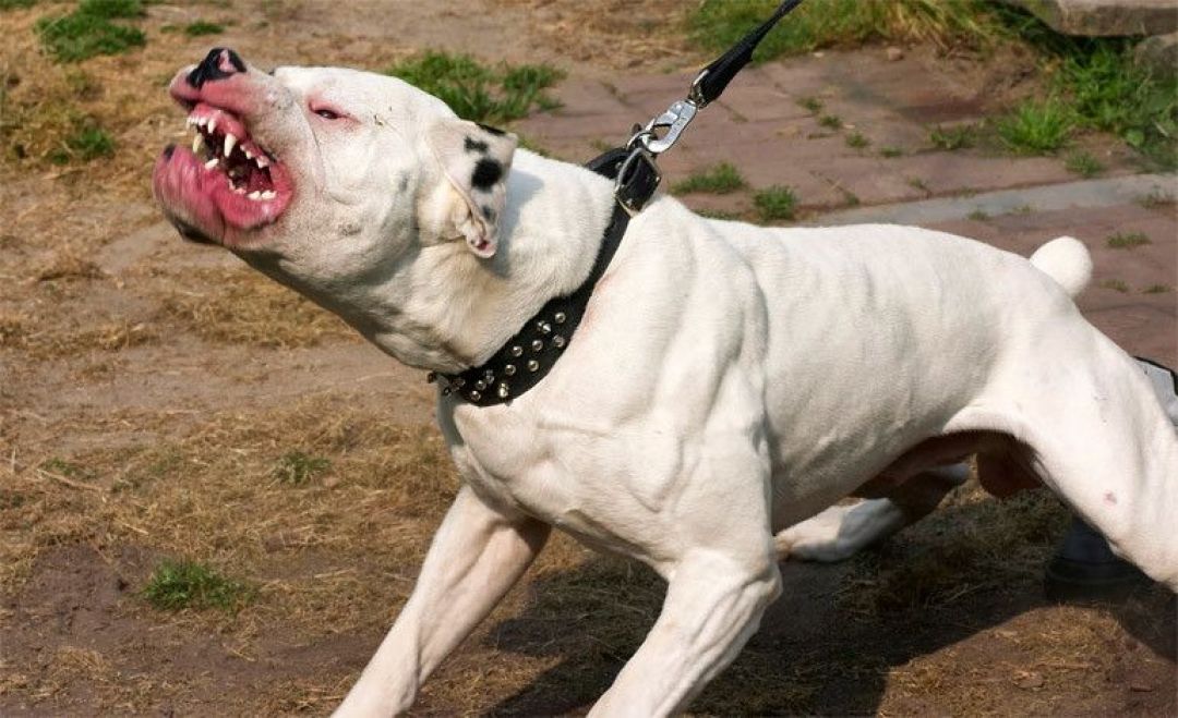Mujer fue atacada por un perro en la fracción San José