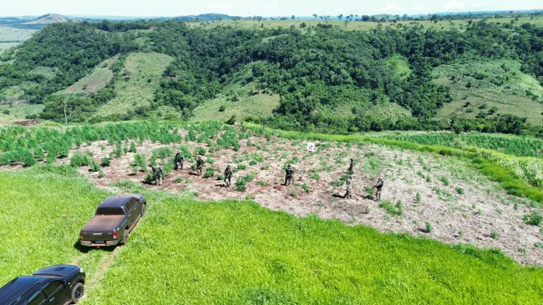 Anulan 20 hectáreas de plantaciones de marihuana en Capitán Bado
