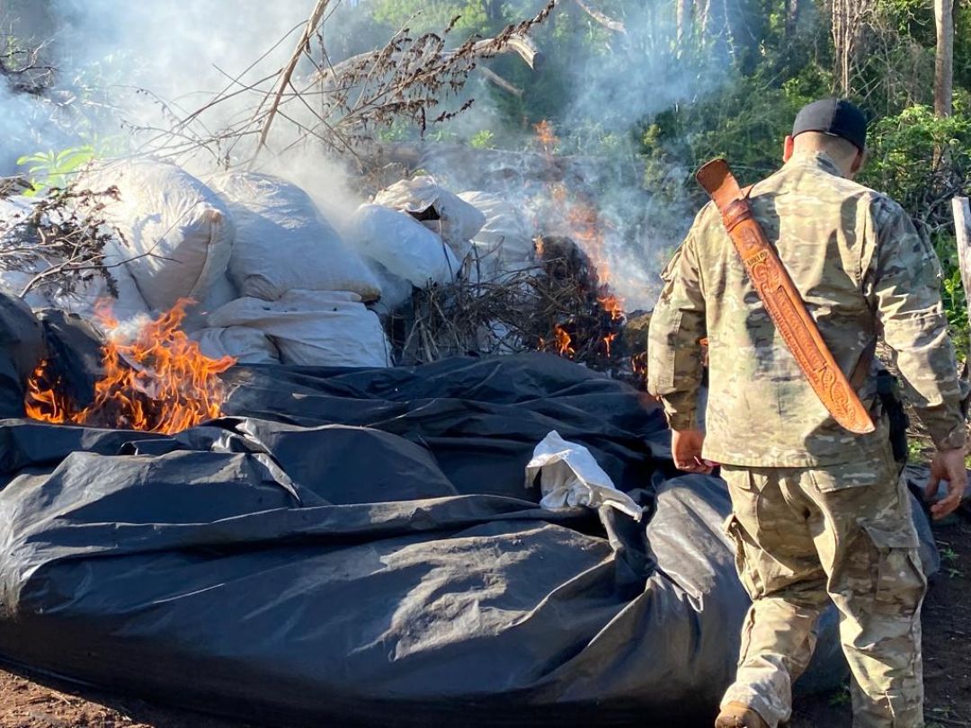 Senad allanó y destruyó campamentos de cultivo y cosecha de marihuana