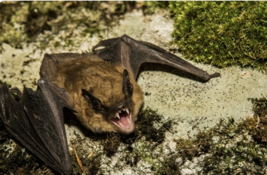 Tres casos de rabia humana y hay cuatro más en observación tras mordida de murciélago
