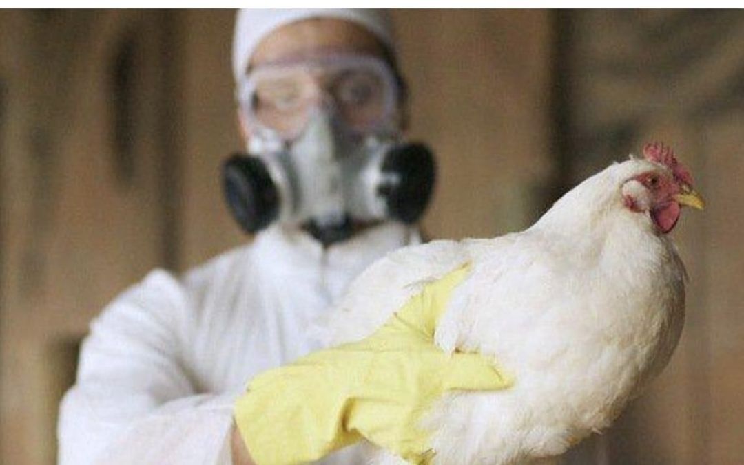 China reporta el primer caso humano de la gripe aviar H3N8