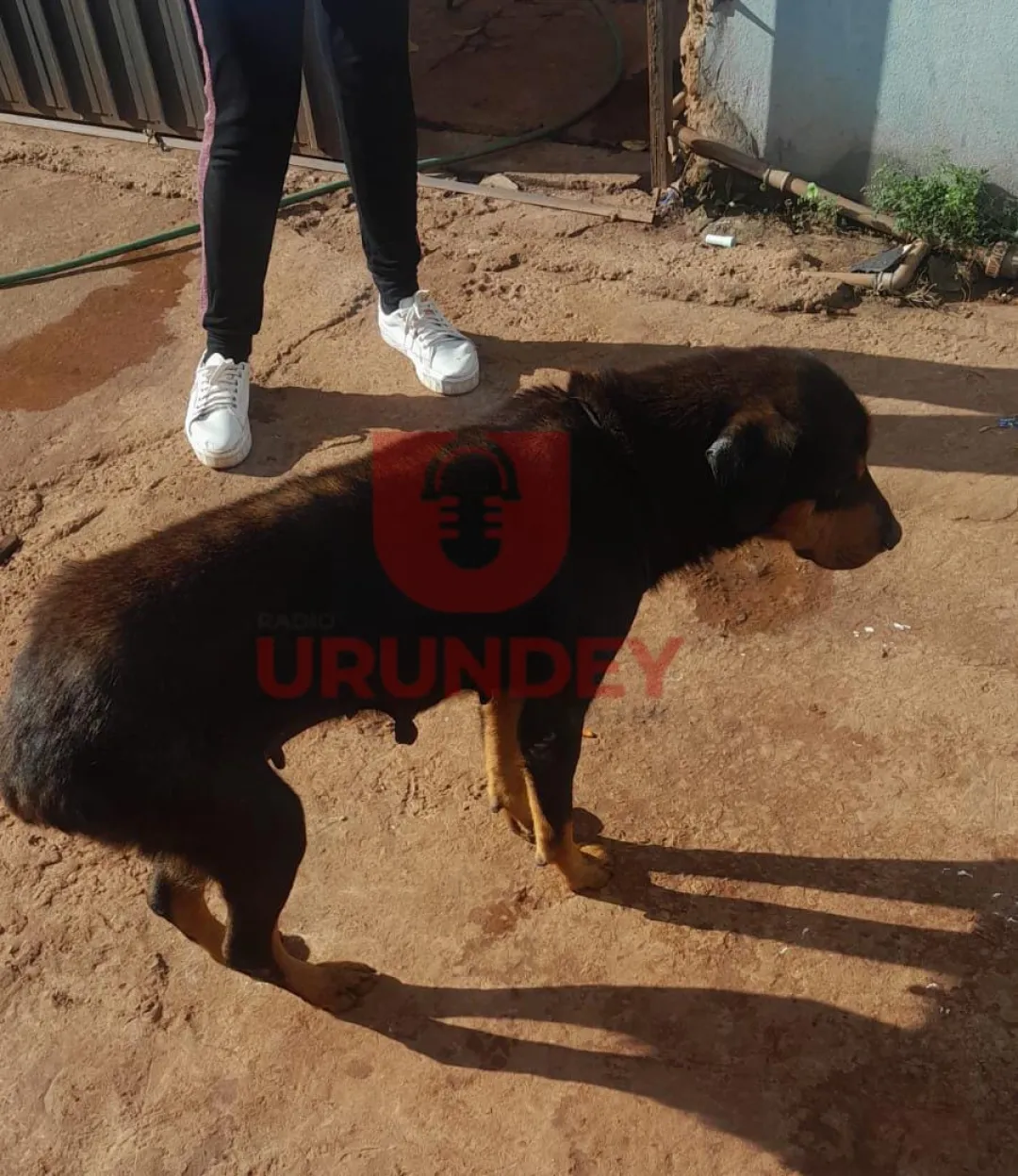 Niño de un año internado tras ser mordido por un perro en Pedro Juan Caballero
