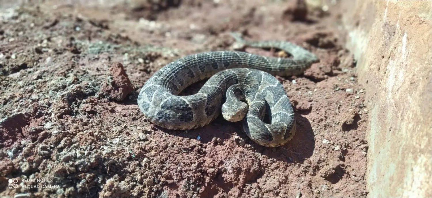 Mujer es hospitalizada tras sufrir mordedura de serpiente en Capitán Bado
