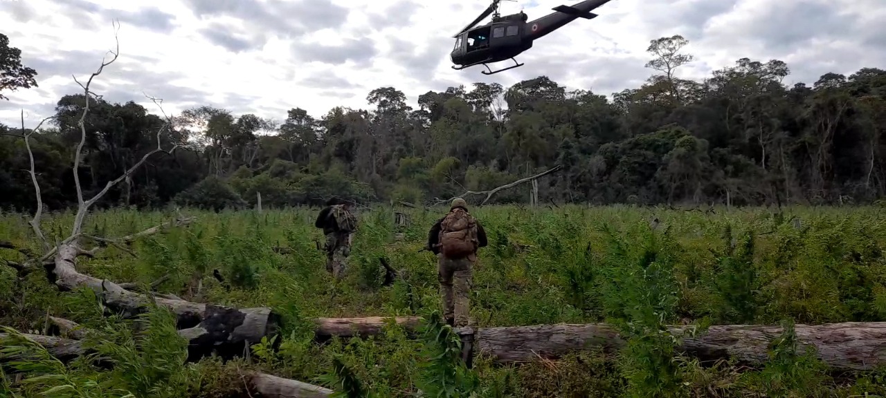 Paraguay y Brasil eliminaron 610 toneladas de marihuana en la frontera