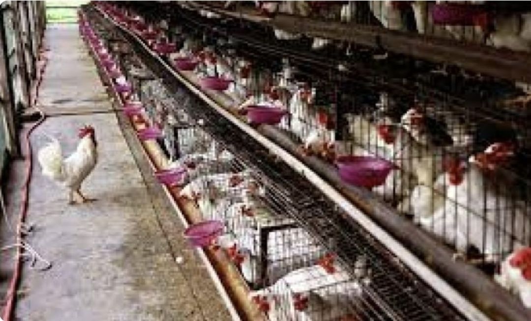Por gripe aviar Italia sacrifica 18 millones de aves de corral