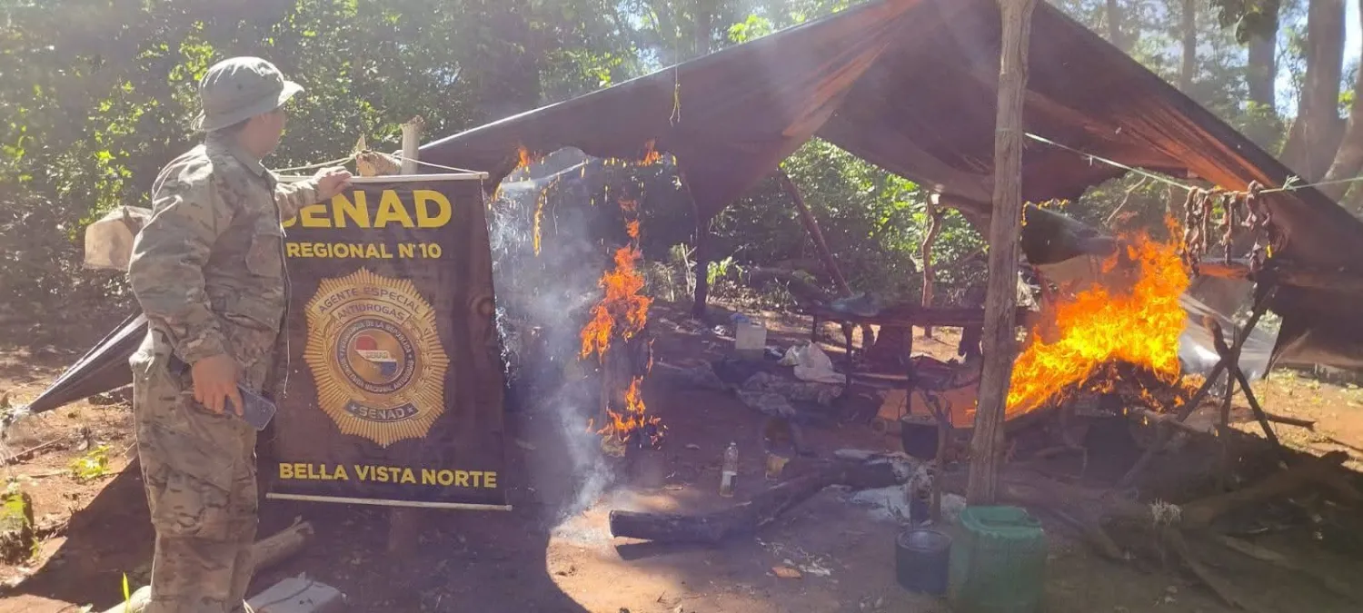 SENAD anula 15 toneladas de marihuana tras operativo en Bella Vista Norte