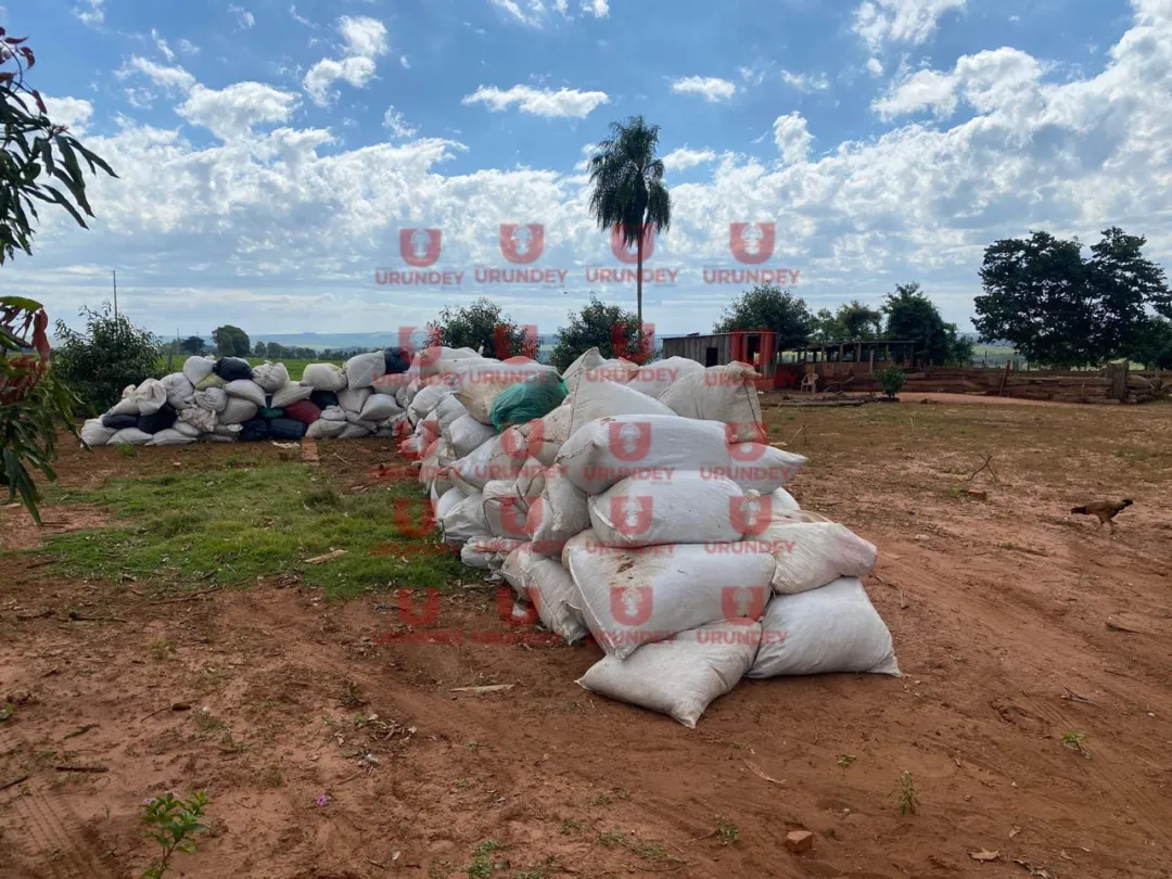 SENAD incauta y destruye más de 17 toneladas de marihuana en Capitán Bado