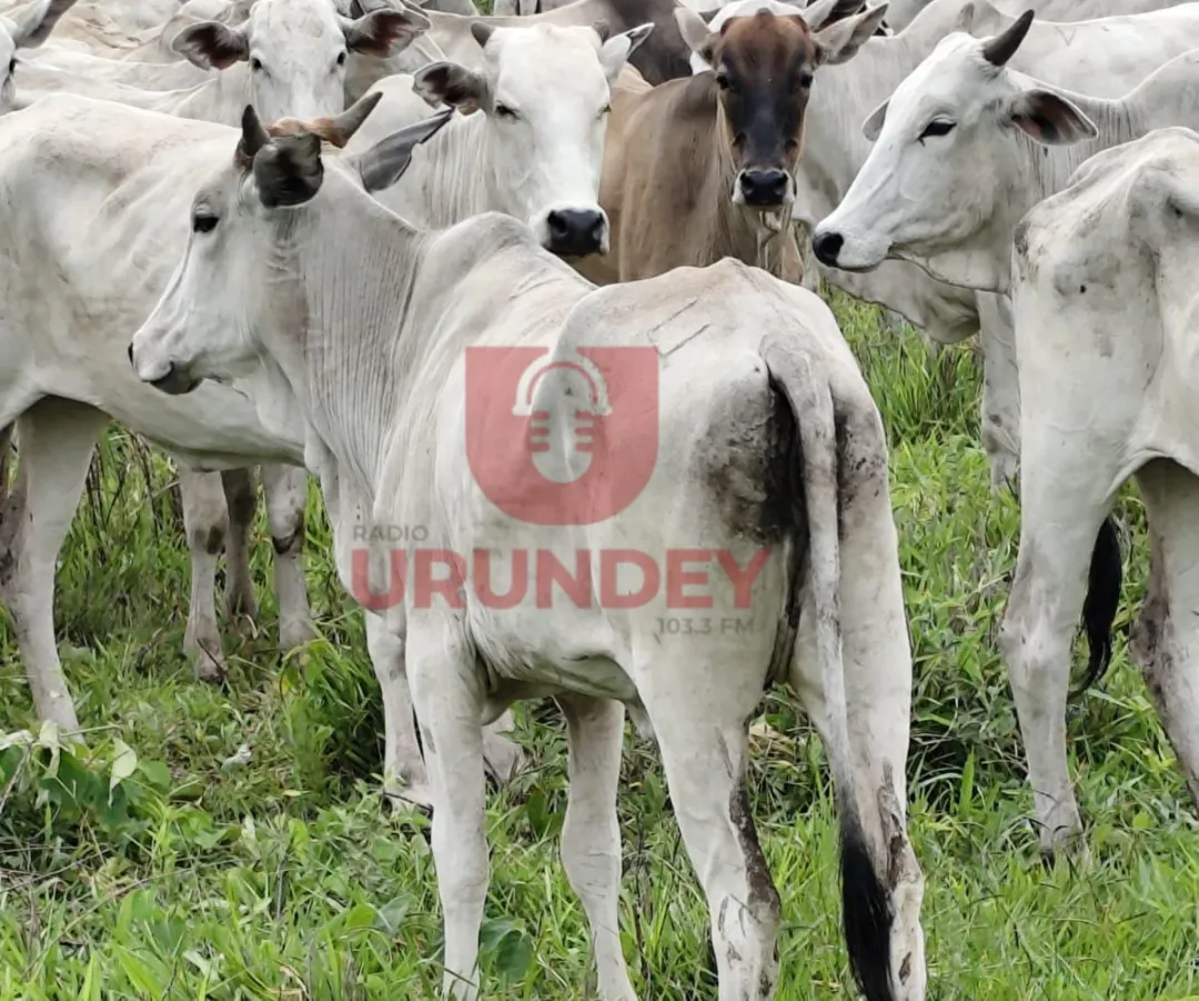 Hallan en Concepción animales vacunos robados del terreno del intendente de PJC