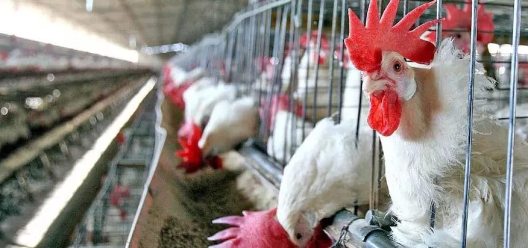 Para fortalecer la producción avícola del Guairá entregan más de G. 700 millones en insumos