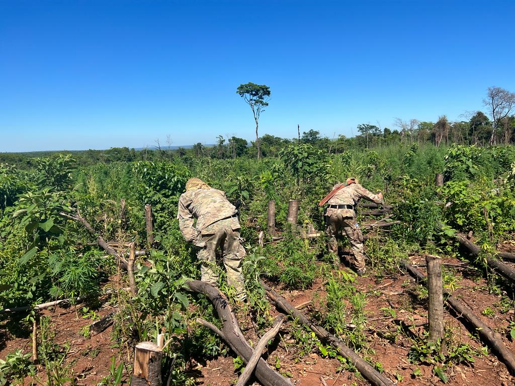 Senad destruyó parcelas de marihuana en Capitán Bado