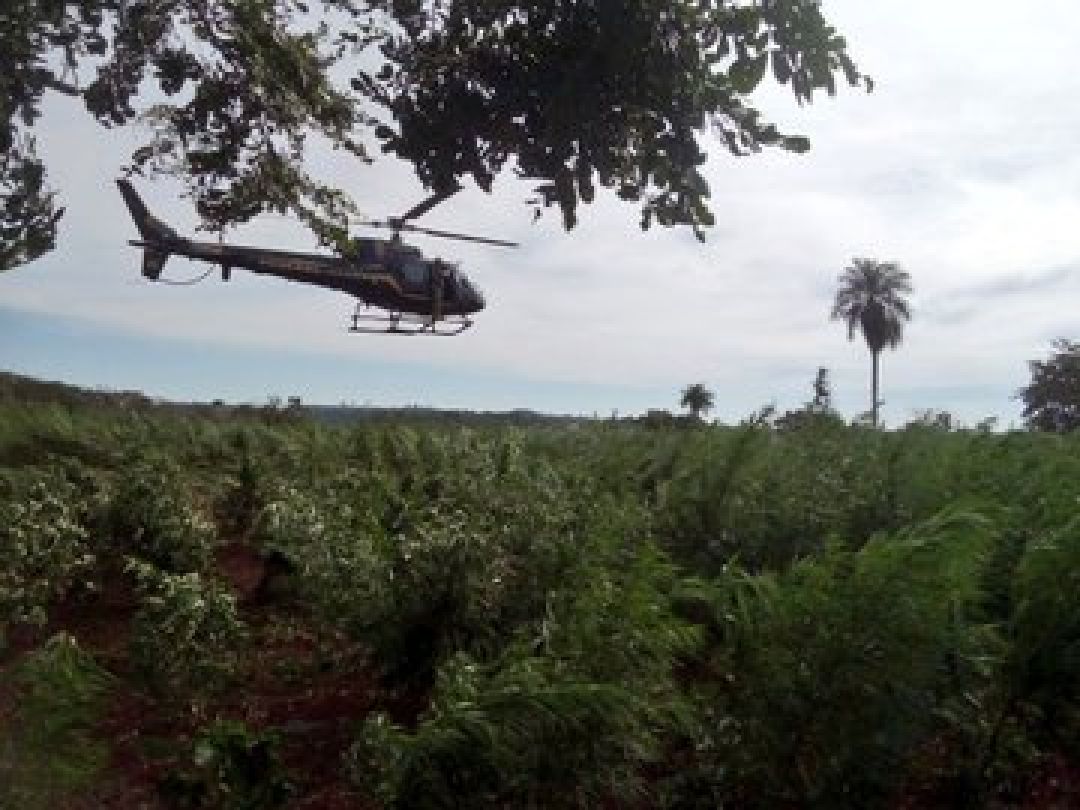 Senad y Policía Federal perjudicaron por más de US$ 1.000 millones a estructuras criminales