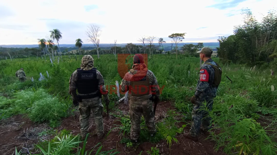 SENAD y CODI sacan de circulación 45 toneladas de marihuana en zona rural de PJC