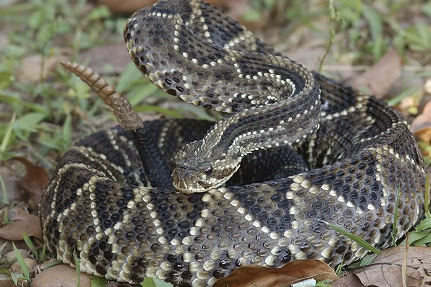 Joven internado por presunta picadura de serpiente cascabel en Cerro Corá