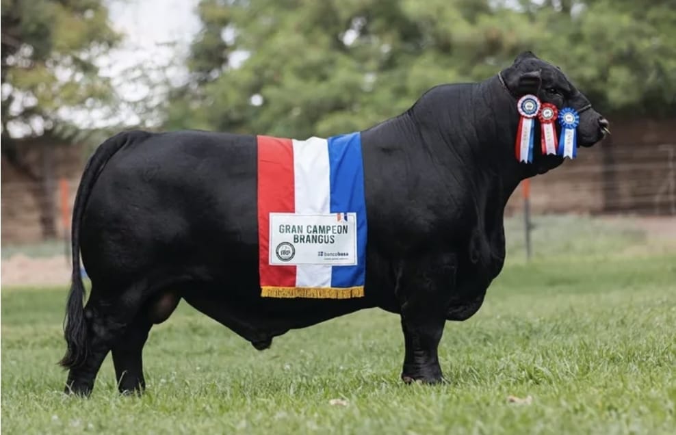 Toro paraguayo es escogido como el mejor Brangus del mundo