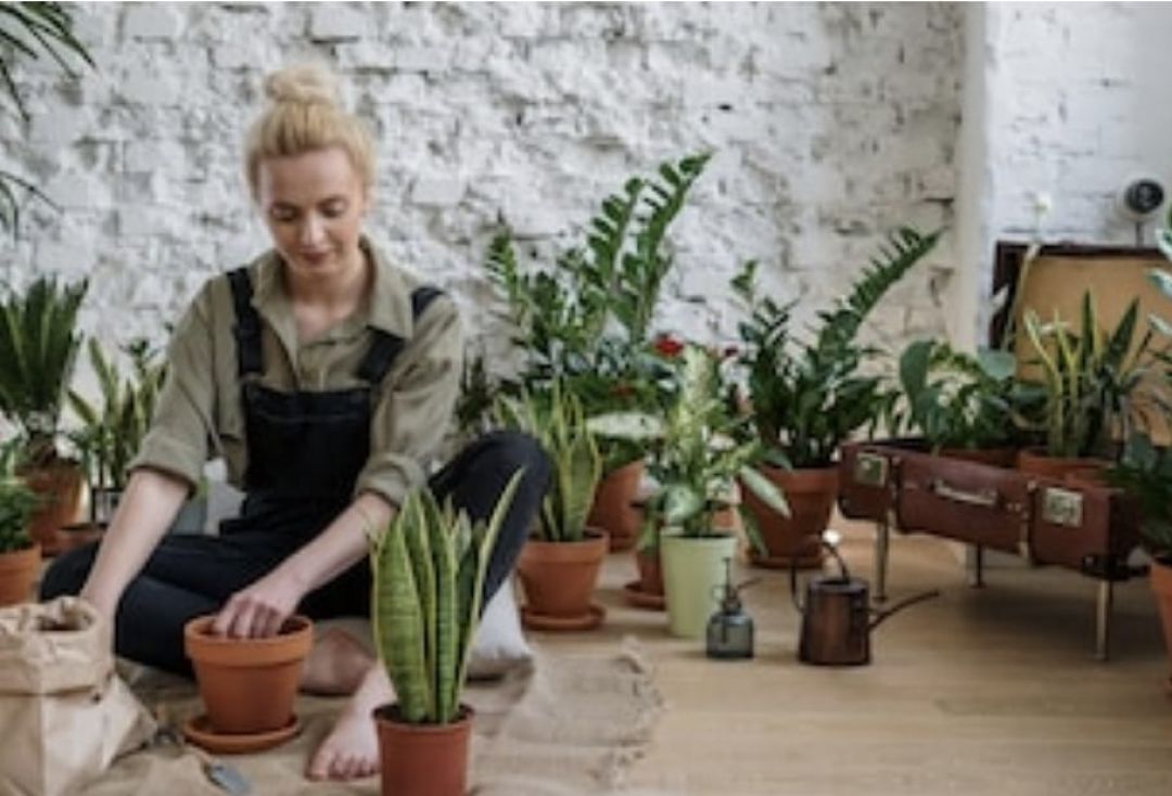 Plantas que te ayudan a combatir el estrés