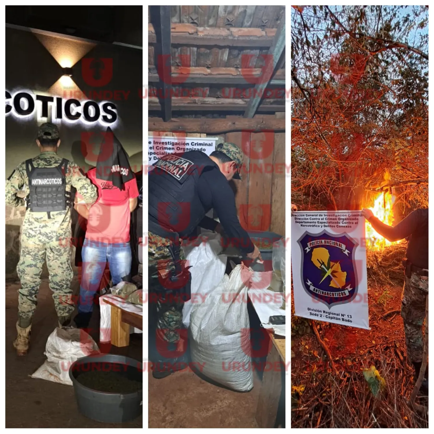 Destruyen plantaciones de marihuana y detienen a un hombre en Capitán Bado