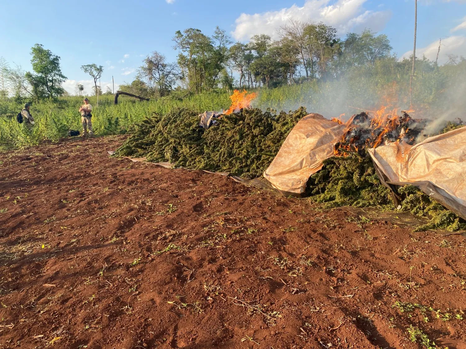 SENAD destruye más de 15 toneladas de marihuana en Capitán Bado
