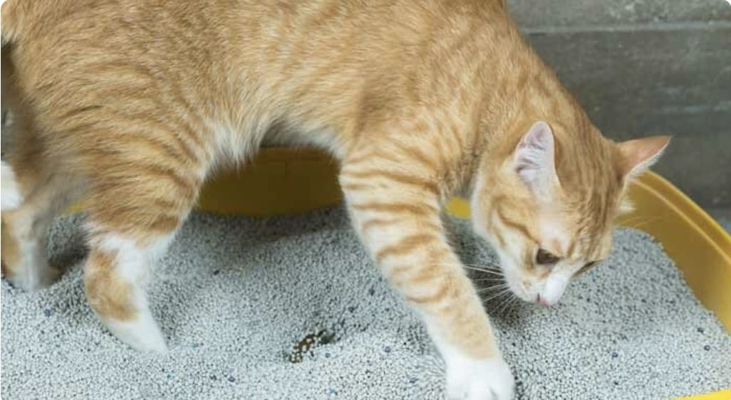 Policía brasileña incauta una tonelada de cocaína en arena para gatos