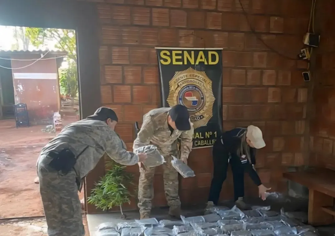 SENAD incauta más de 700 kilos de marihuana y destruye plantación en Capitán Bado