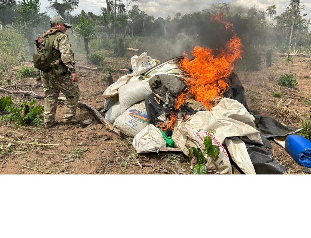 Destruyen 2.000 kilos de Marihuana en Yby Ya’u