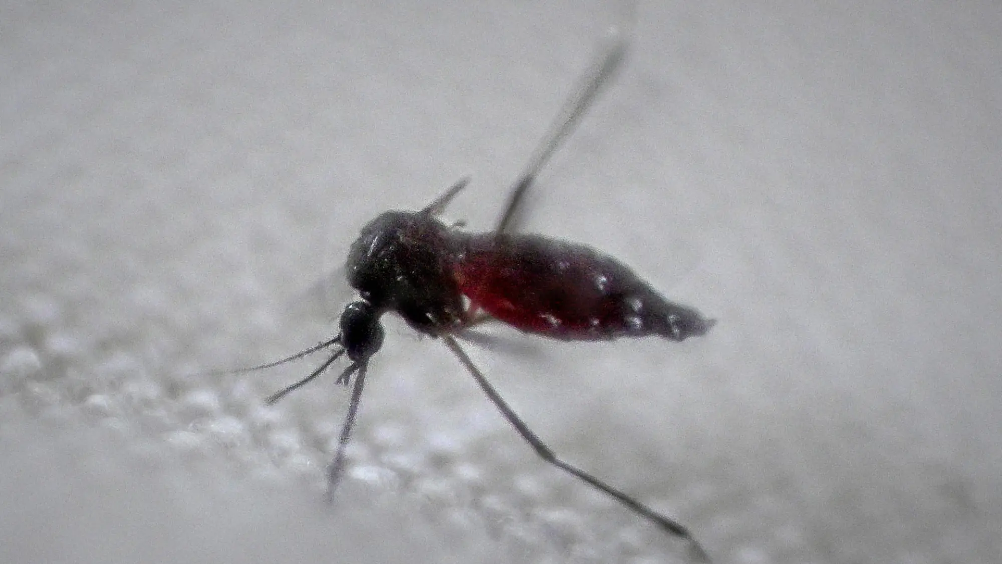 Brasil supera el medio millón de casos de dengue en lo que va de año
