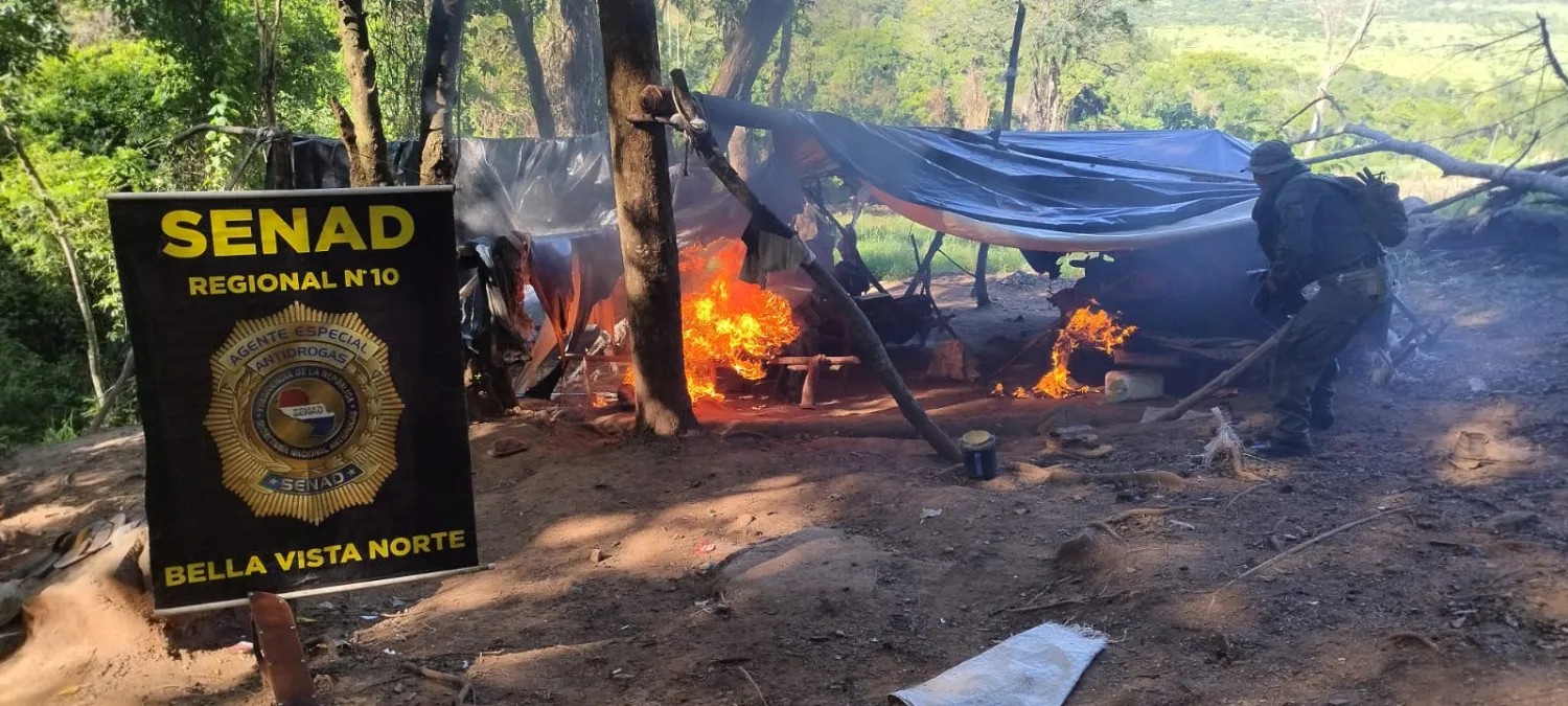SENAD incauta y destruye 15 mil kilos de marihuana en Bella Vista Norte