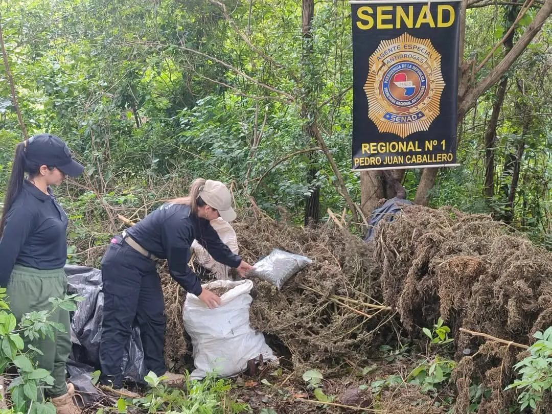SENAD anula 15 toneladas de plantaciones de marihuana en Zanja Pytã