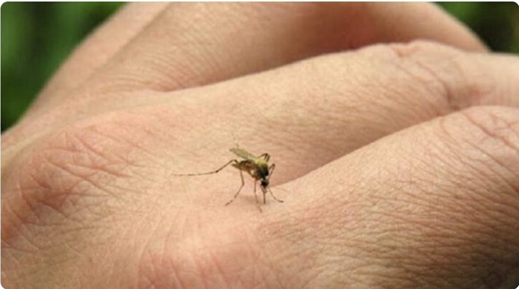 Reportan considerable aumento de casos de chikungunya y dengue