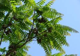 Amambay Celebra el Día del Árbol con la Entrega de Plantines Nativos