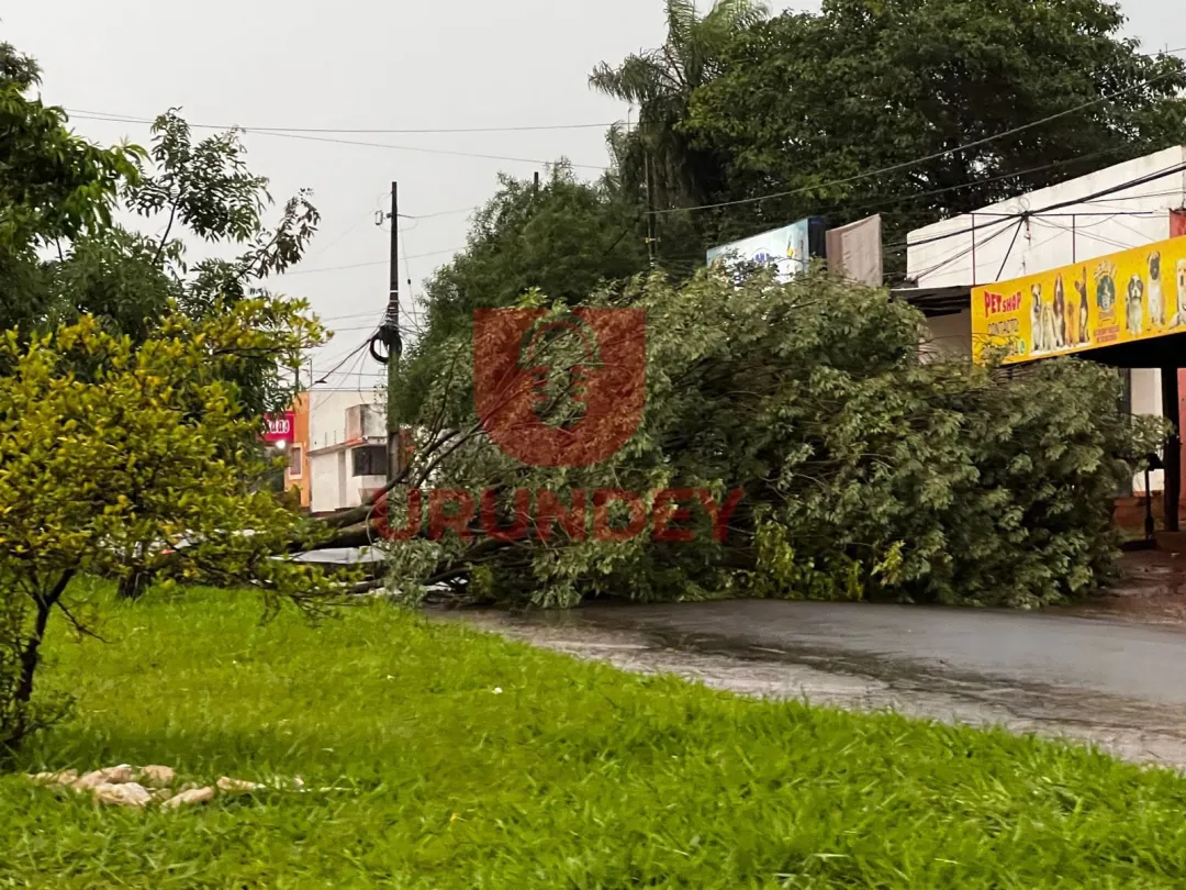 PJC: Lluvia derribó árbol sobre una avenida y varios sectores estuvieron sin energía eléctrica