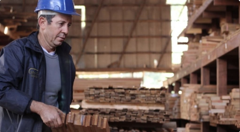 Sostenibilidad forestal: sector maderero apuesta por certificación de plantaciones