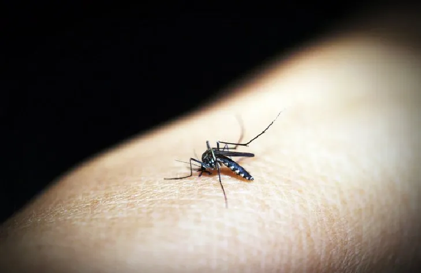 Marcado descenso de casos de dengue y chikungunya a nivel país, reporta Salud