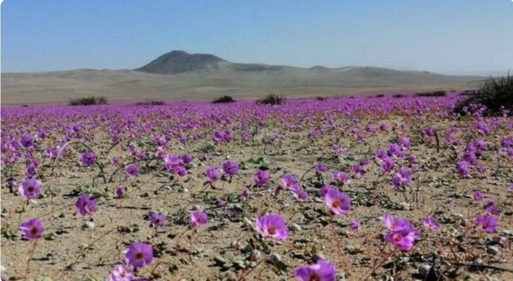 Chile protegerá como parque nacional fenómeno de floración en desierto de Atacama