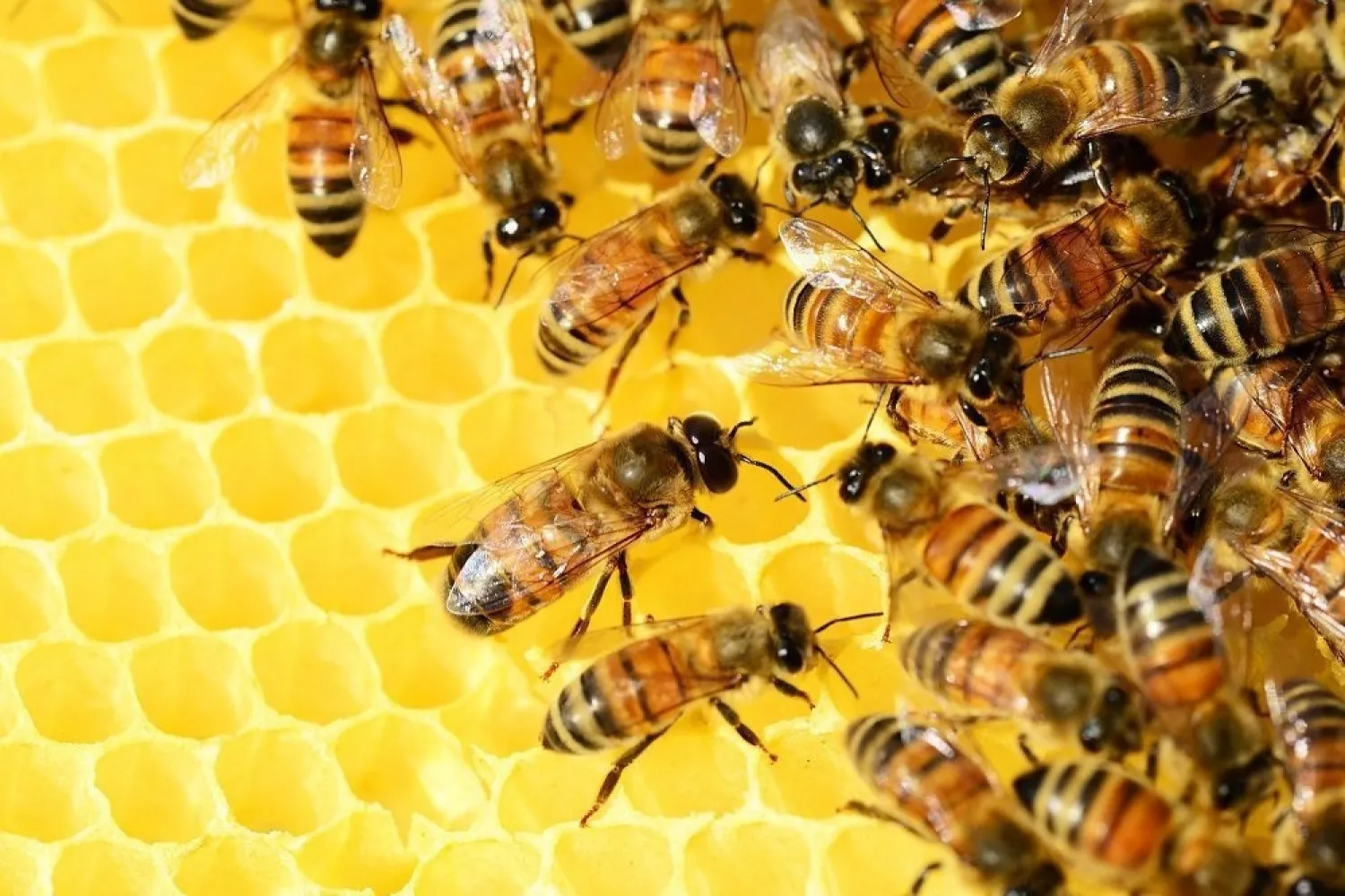 Menor es auxiliada al Hospital Regional de PJC tras sufrir picaduras de abejas en Cerro Corá
