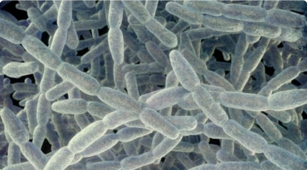 Argentina detecta 22 casos por Legionella y dice que pueden aparecer más