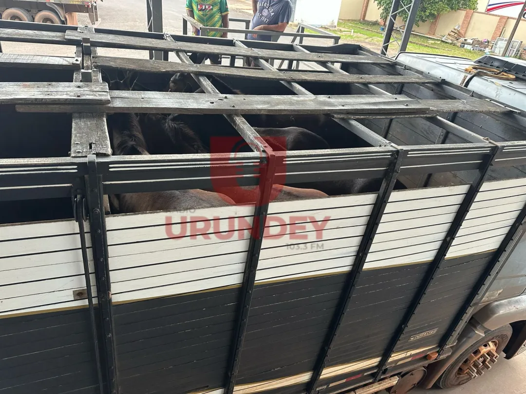 Incautan en Zanja Pytã un camión con animales equinos sin ingreso legal al país