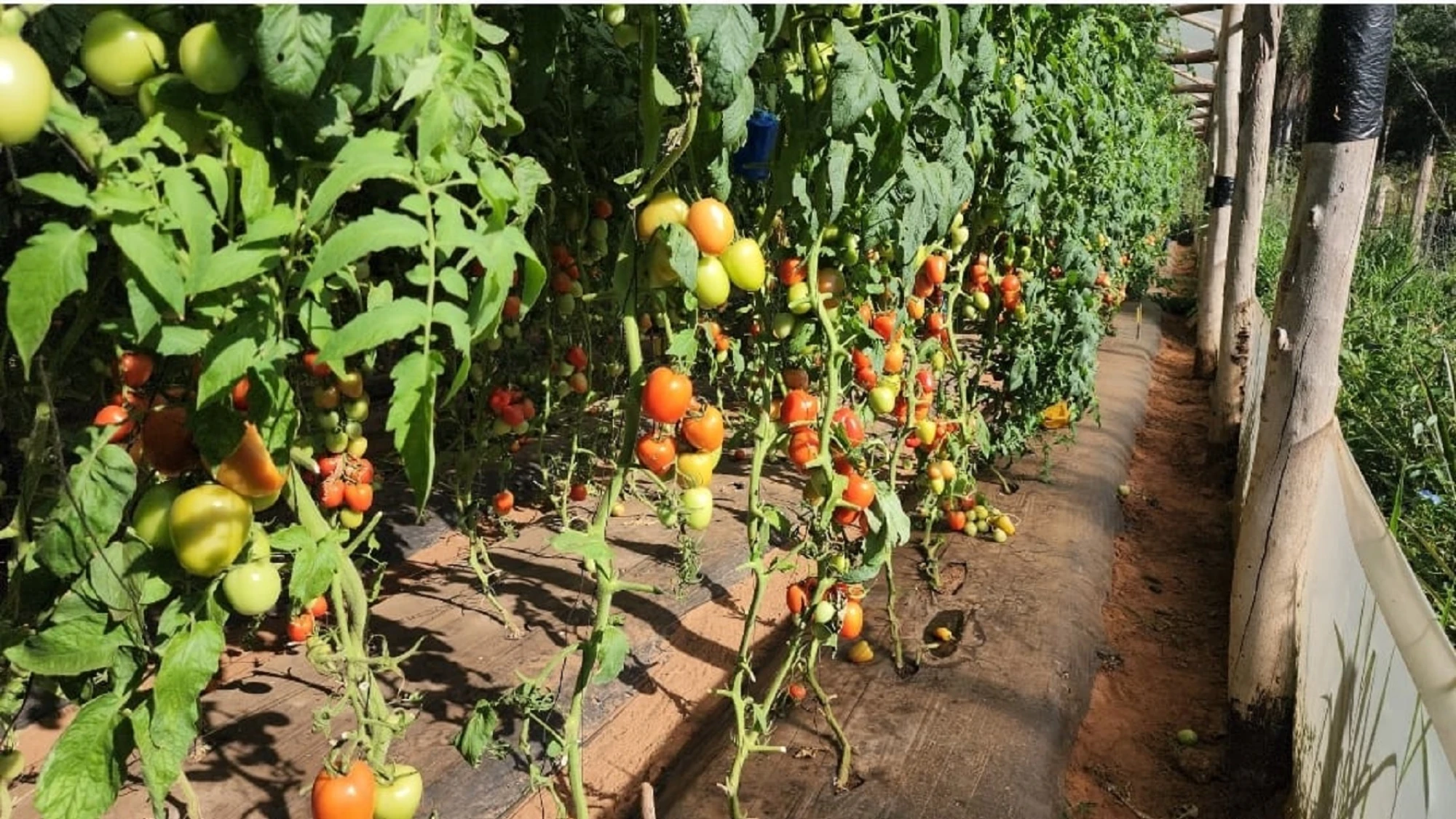 Alertan a productores paraguayos sobre hallazgo en Argentina del virus rugoso del tomate