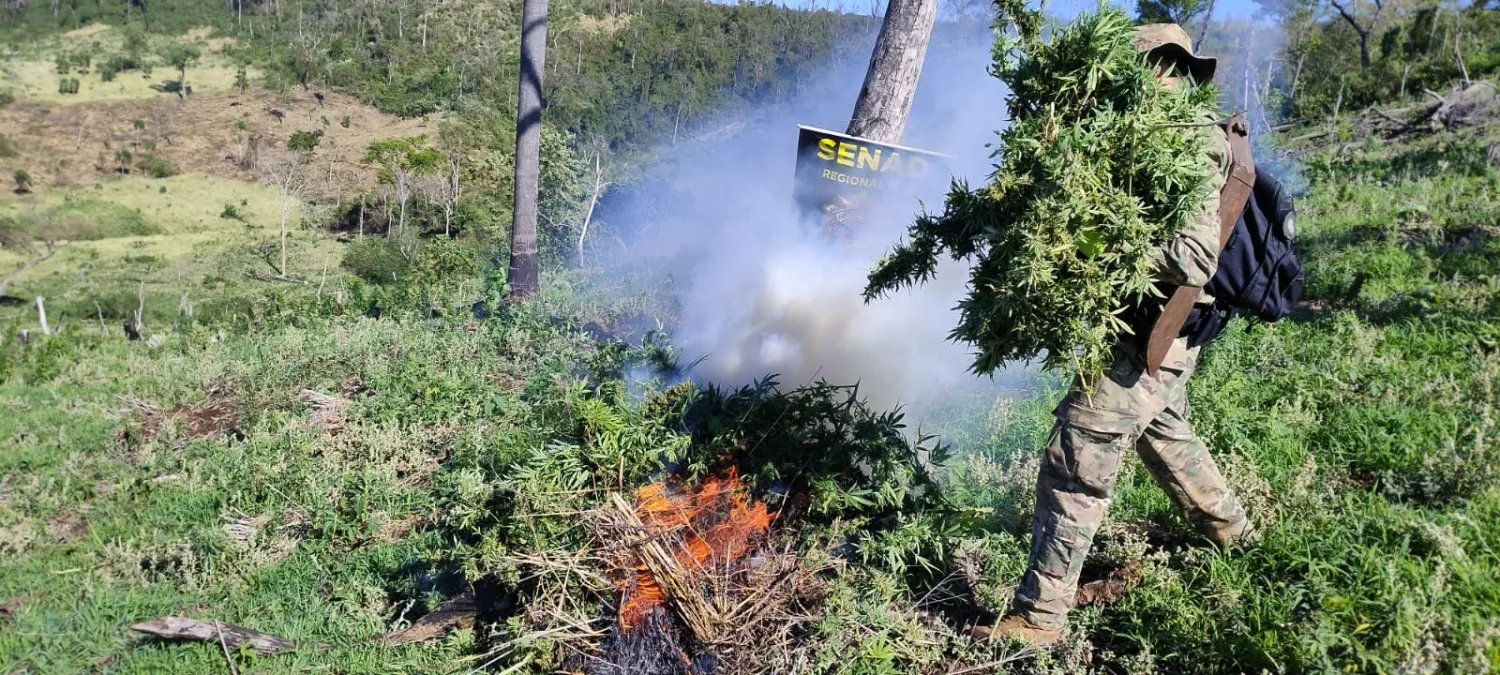 Senad incauta y destruye 10 toneladas de marihuana en Bella Vista Norte