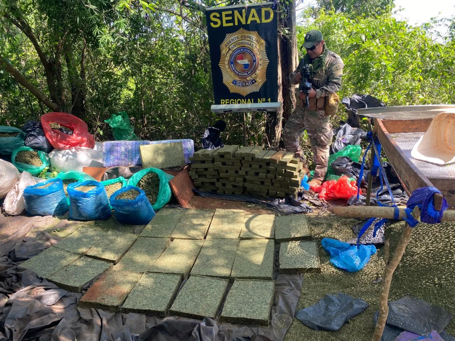SENAD destruye más de 1.600 kilos de marihuana en Capitán Bado