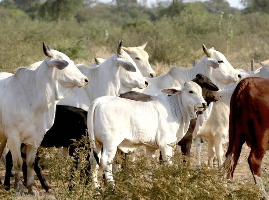 Baja cotización de la carne bovina podría afectar inversiones de productores