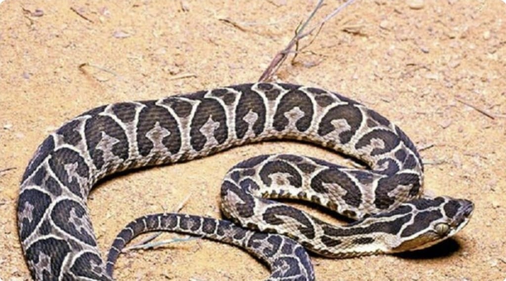 Fallece el niño mordido por una serpiente en Canindeyú