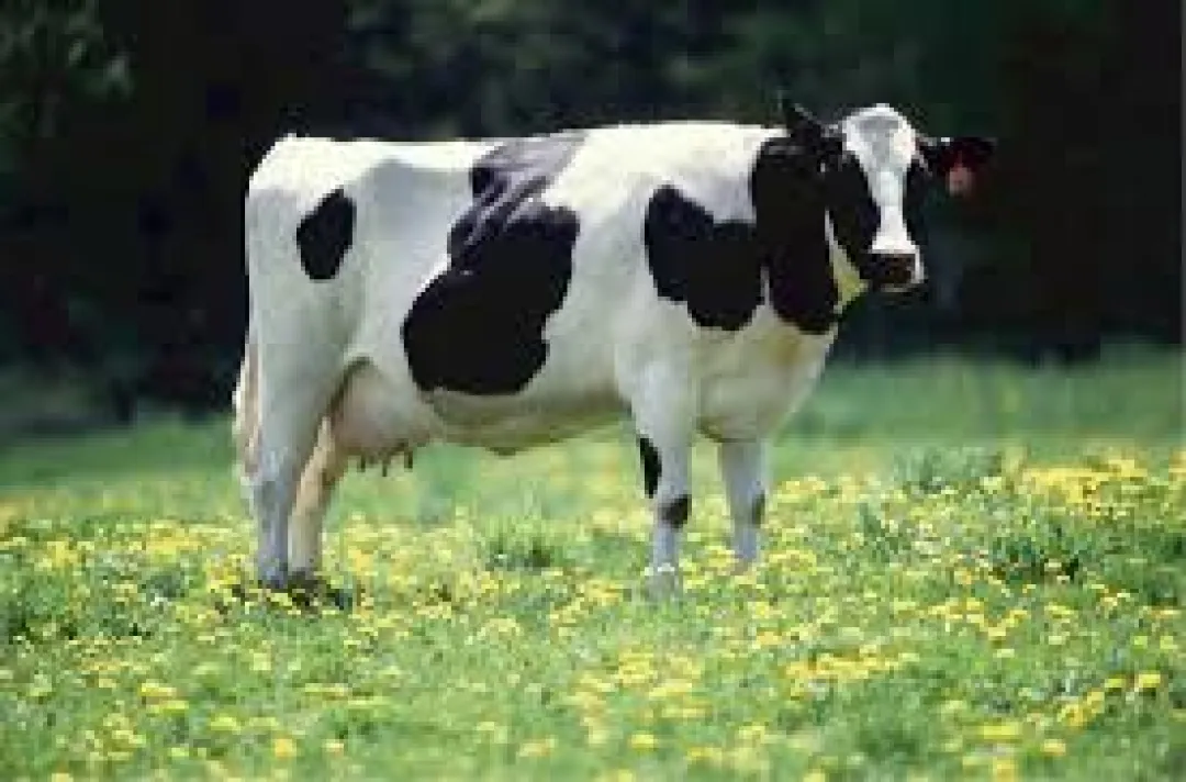 Funcionarios de la ANDE salen ilesos tras chocar contra un animal vacuno en Bella Vista