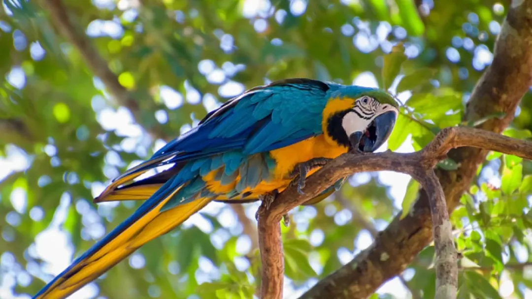 Maltrato animal: Hombre dispara a guacamayo en peligro de extinción