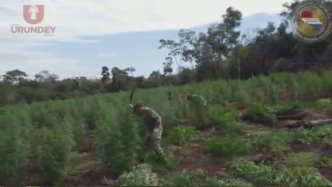 Nueva Alianza XXX destruye 36 hectáreas de marihuana en Amambay