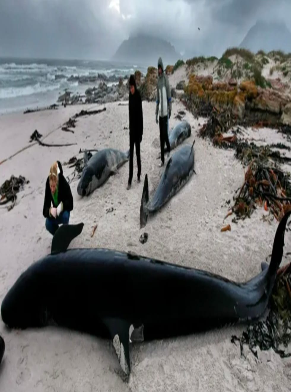 Nueva Zelanda: Unas 240 ballenas mueren tras segundo varamiento en islas